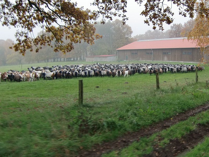 Wilseder Berg 1 2010 015